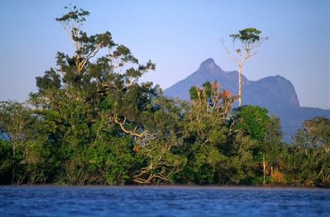 Mt Warning Rainforest Park - New South Wales Tourism  15