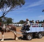 Ariah Park Camping Ground - New South Wales Tourism 