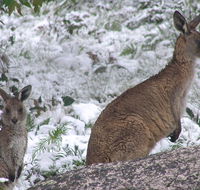 Barokee campground - New South Wales Tourism 