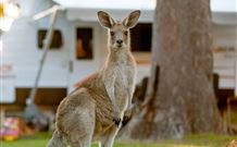 BIG4 Sunshine South West Rocks Holiday Park - South - New South Wales Tourism  3