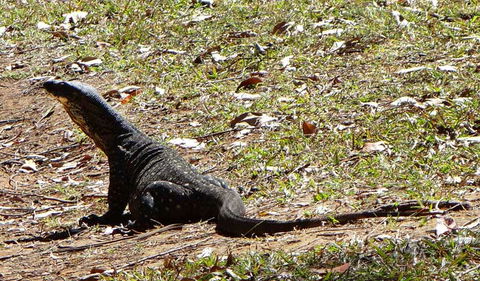 Cutters Camp Campground - New South Wales Tourism  1