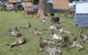 Durras Lake North Holiday Park - thumb 4