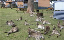 Durras Lake North Holiday Park - New South Wales Tourism  4