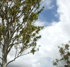 Glen Villa Resort and Tourist Park Casino - New South Wales Tourism 