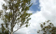 Glen Villa Resort And Tourist Park Casino - New South Wales Tourism  0