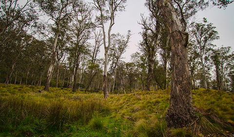 Gummi Falls Campground - New South Wales Tourism  1