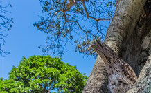 Hat Head Holiday Park - New South Wales Tourism  3