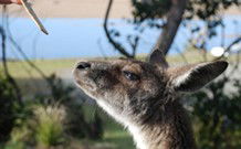 Joalah Holiday Park - New South Wales Tourism  1