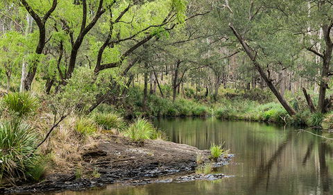 Koreelah Creek Campground - New South Wales Tourism  1