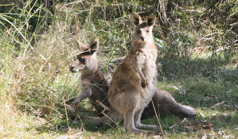 Lemon Tree Flat Campground - New South Wales Tourism  1