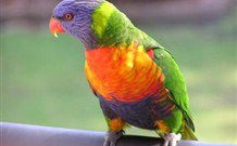Merry Beach Caravan Resort - New South Wales Tourism  4