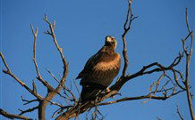 Pimpara Lake Stationstay - New South Wales Tourism  2