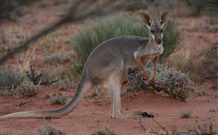 Pimpara Lake Stationstay - New South Wales Tourism  1