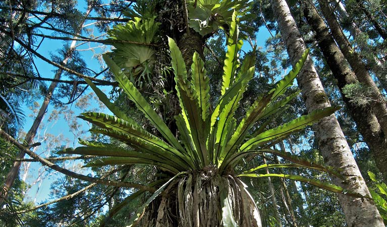 Whian Whian NSW New South Wales Tourism 