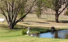 Sapphire City Caravan Park - New South Wales Tourism  4