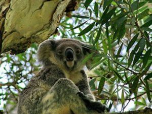 Flynns Beach Caravan Park - New South Wales Tourism  4
