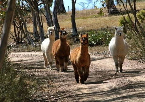 The Range - Berridale - New South Wales Tourism  16