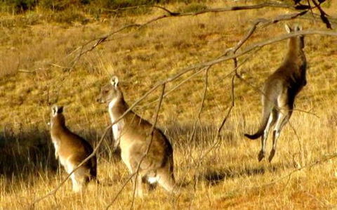 The Range - Berridale - New South Wales Tourism  17