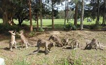 Golf View Motel - New South Wales Tourism  1