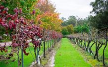 Peppers Convent Hunter Valley - Pokolbin - New South Wales Tourism  4