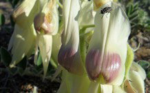 The Family Hotel - Tibooburra - New South Wales Tourism  2