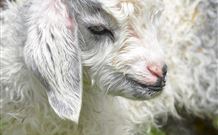 Ashmar Farm Stay - New South Wales Tourism  1