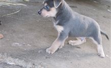 Ashmar Farm Stay - New South Wales Tourism  4