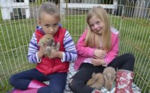 Ashmar Farm Stay - New South Wales Tourism  2