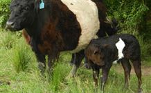 Barkeldine Farm Country Retreat - New South Wales Tourism  4