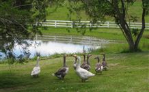 Barkeldine Farm Country Retreat - New South Wales Tourism  6