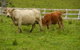 Barkeldine Farm Country Retreat - thumb 5