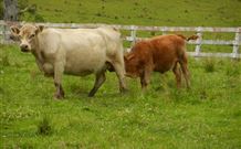 Barkeldine Farm Country Retreat - New South Wales Tourism  5