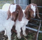 Burns B and B and Yabby Farm - New South Wales Tourism 