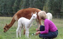 Joselands Country Accommodation - New South Wales Tourism  2