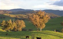 San Michele Resort - New South Wales Tourism  7