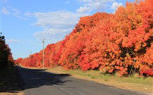 Yamba Farmstay - New South Wales Tourism  4