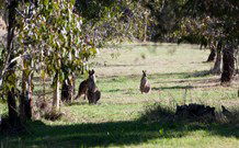 Amazing Country Escapes - Lakeview Luxury Cabins - New South Wales Tourism  2