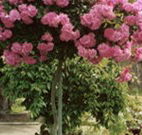 Eden Bed and Breakfast - New South Wales Tourism 
