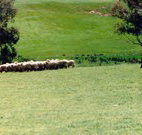 Gooromon Park Cottages - New South Wales Tourism 