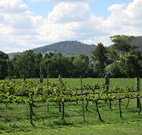 Jessica's Guest House and Vineyard - New South Wales Tourism 
