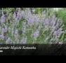Lavender Majestic - New South Wales Tourism 
