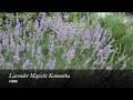 Lavender Majestic - New South Wales Tourism  0