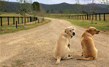Pemberley Grange Hunter Valley Getaway - New South Wales Tourism  1
