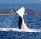 Snug Cove Bed and Breakfast - New South Wales Tourism 