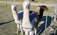 Sunrise Bed And Breakfast - New South Wales Tourism  4