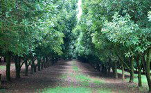 The Shed B And B - New South Wales Tourism  3