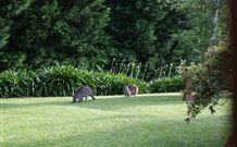Yallambee Bed And Breakfast - New South Wales Tourism  4