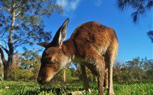Mount Seaview Resort - New South Wales Tourism  4