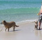 A Paradise Bungalow Waterfront - New South Wales Tourism 