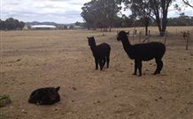 Bakers Flat Cottages - New South Wales Tourism  2